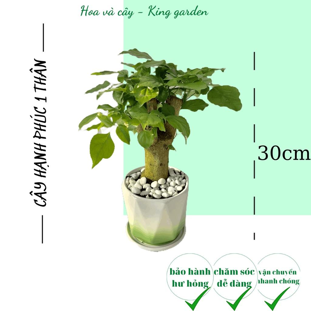 Cây hạnh phúc 1 thân không kèm chậu, Cao 30cm, thích hợp để bàn làm việc