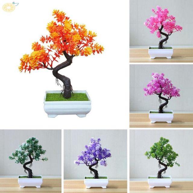 CHẬU HOA ĐỂ BÀN