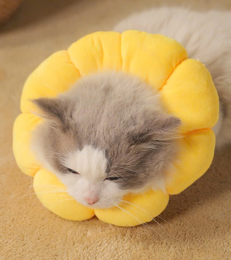 VÒNG CỔ THÚ CƯNG VÒNG CỔ LOA CHỐNG LIẾM CHO THỎ CHÓ MÈO BÔNG HOA DỄ THƯƠNG TỪ 0.5-5.5KG MÃ 10 CHO CHÓ MÈO THỎ