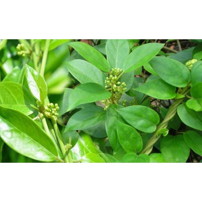 Cây thìa canh lá nhỏ giống