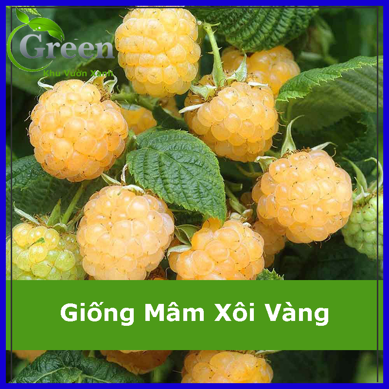 Hạt Giống Mâm Xôi Vàng