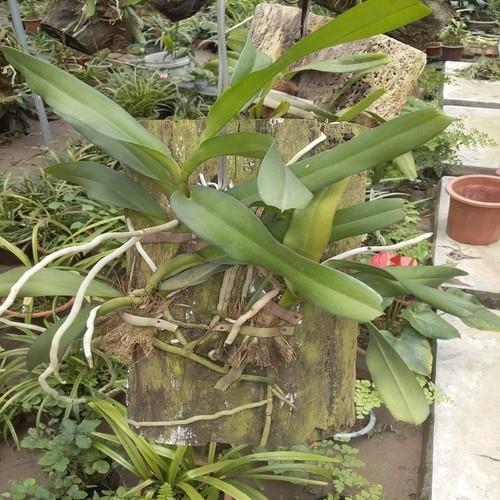 GIÁNG HƯƠNG LAN TAM BẢO SẮC - Hàng chuẩn Rừng - Hoa siêu đẹp, THƠM