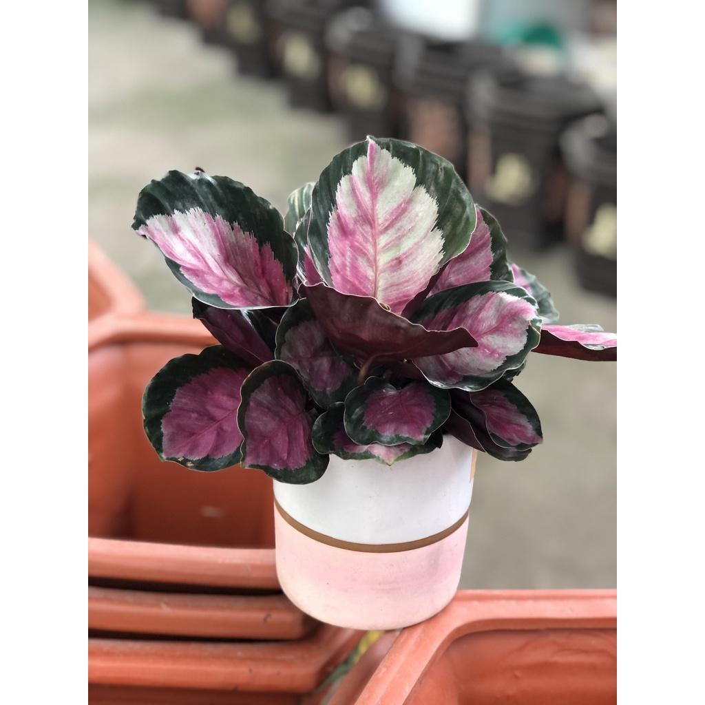 Chậu sứ cây đuôi công hồng chỉ giao tại TP.HCM