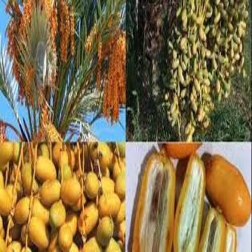 CÂY GIỐNG CHÀ LÀ TRUNG ĐÔNG - GIỐNG CÂY NHẬP KHẨU - HÀNG CHUẨN