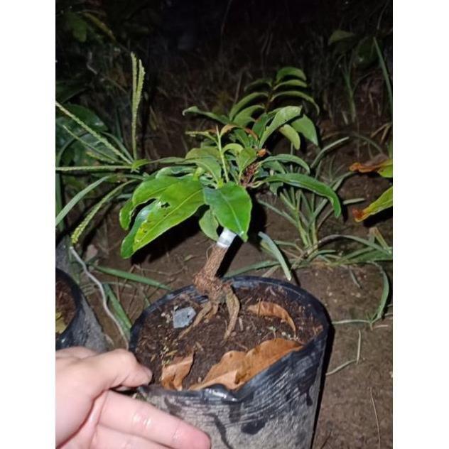 Hoa Bạch Mai- Cây ghép đã quấn rễ và liền gốc