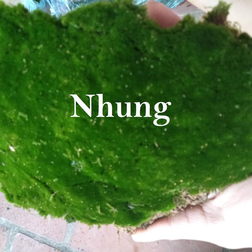 Rêu dùng cho bán cạn, tiểu cảnh (rêu nhung, trác bá, đầu trắng, weeping...)