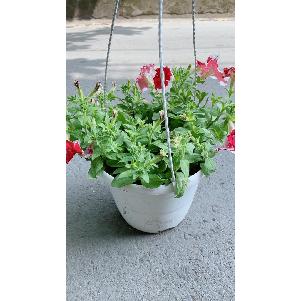 Chậu Hoa Dạ Yến Thảo