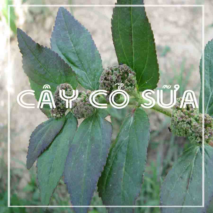 1kg Cây cỏ sữa lá lớn khô sạch