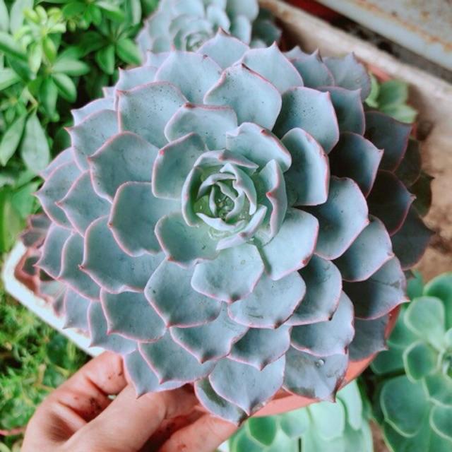 Chậu Sen Đá Hồng Phấn Lớn