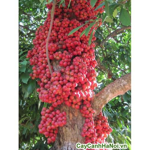 CÂY GIỐNG DÂU DA ĐẤT SIÊU QUẢ SIÊU NĂNG SUẤT- CAM KÊT GIỐNG CHUẨN F1 - CGDDDSQSNS