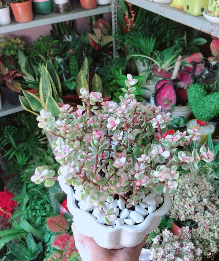 Chậu Cây Cành Vàng Lá Ngọc