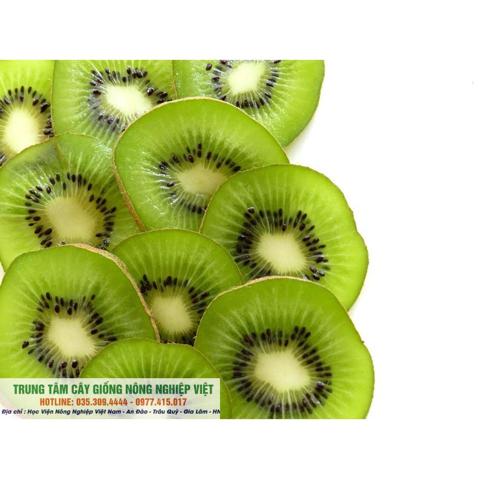 Cây Giống Kiwi Lùn