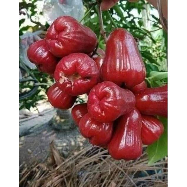 Cây giống mận An Phước cso thể trồng chậu, sân thượng, cây khỏe, vận chuyển xa an toàn