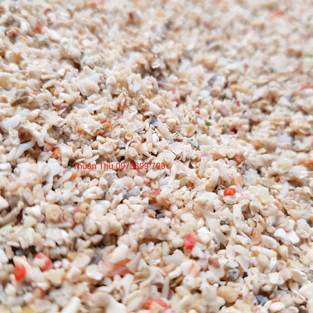 1kg Cát vỏ sò nhuyễn trãi nền trang trí cho bể Cá Biển - Hồ Cá Nước Mặn, Thuỷ Sinh Nước Mặn