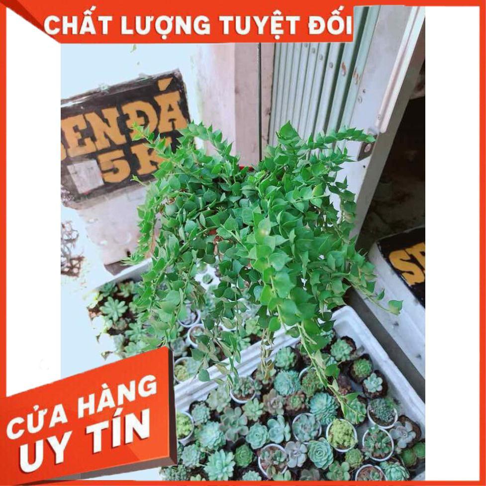 Chậu lá tim Nhiều Người Mua