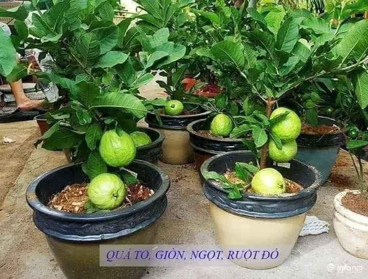 Cây giống ổi rubi ruột đỏ Đài Loan