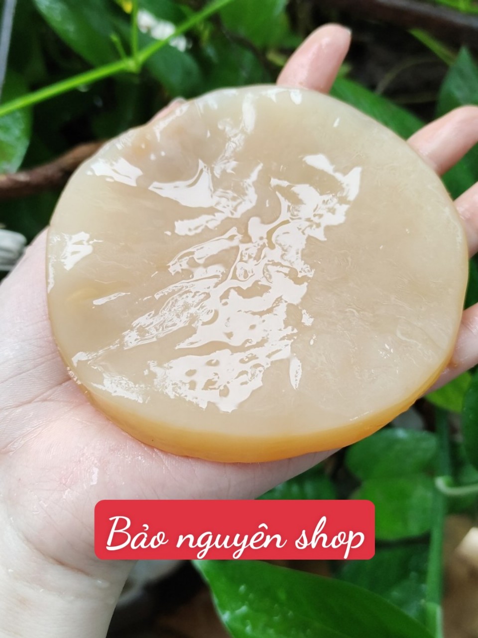 Nấm scoby/kombucha kèm nước mồi- Con giống khỏe