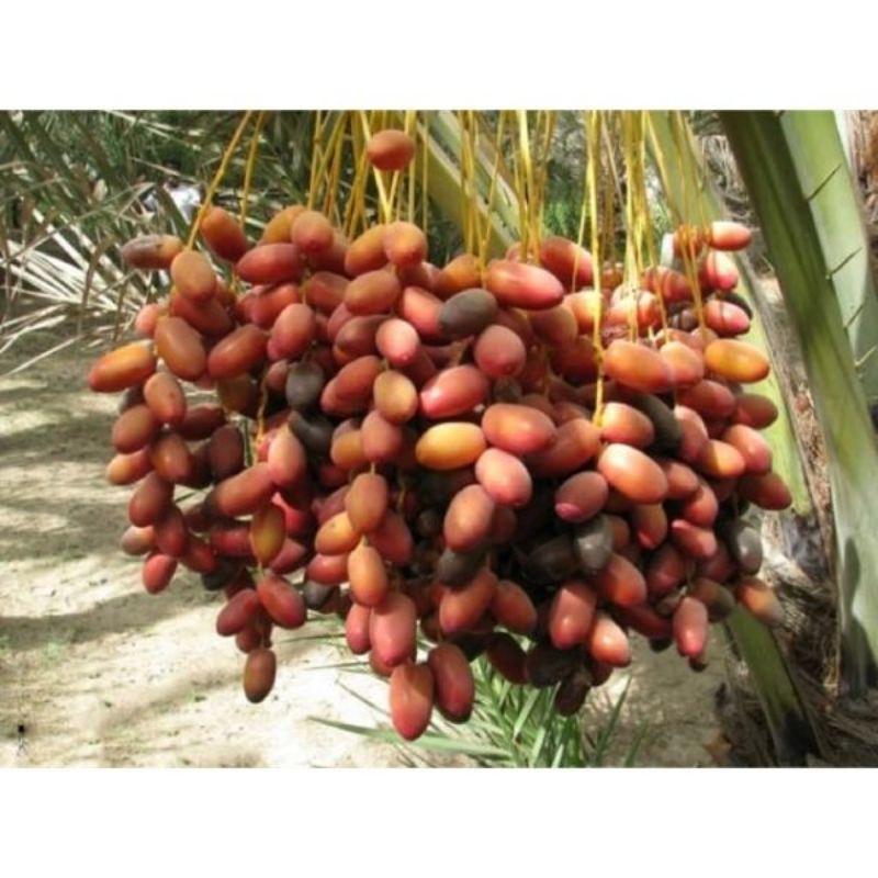 Hạt giống chà là Thái