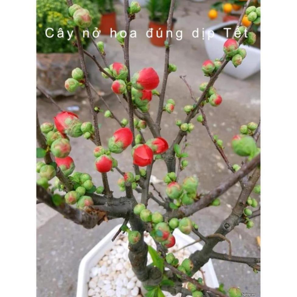 Cây Giống Hoa Mai Đỏ, Chơi Tết, Đem Lại Tài Lộc Cho Gia Chủ