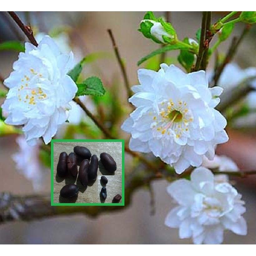 Hạt giống hoa mai trung quốc hoa màu trắng
