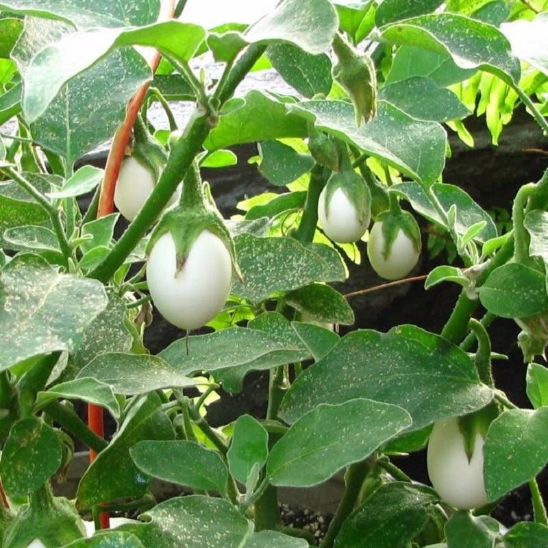 Hạt giống Cà pháo Trắng F1 cao sản .