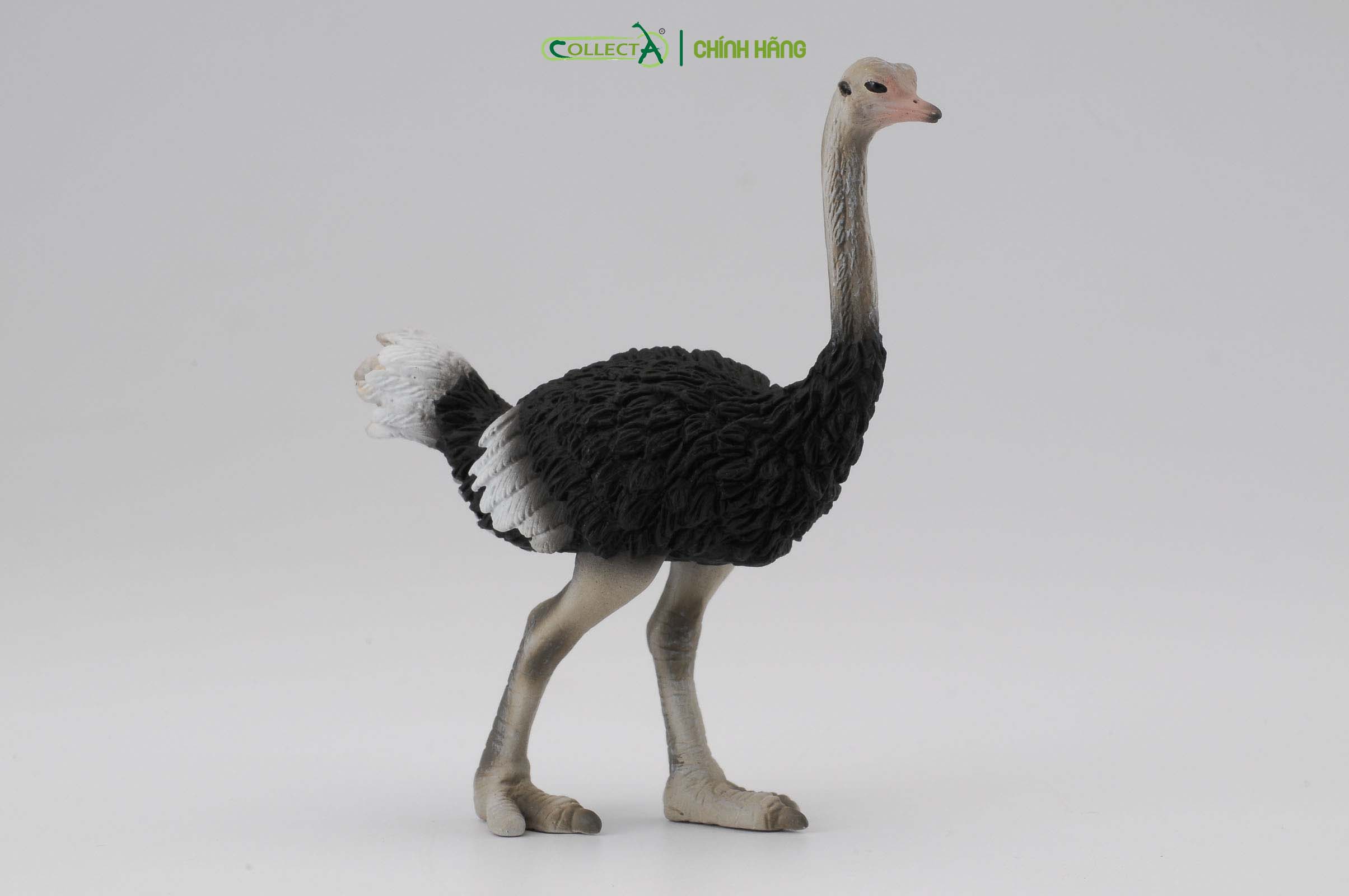 Mô hình thu nhỏ: Đà Điểu - Ostrich, hiệu: CollectA, mã HS 9651150[88459] -  Chất liệu an toàn cho trẻ - Hàng chính hãng