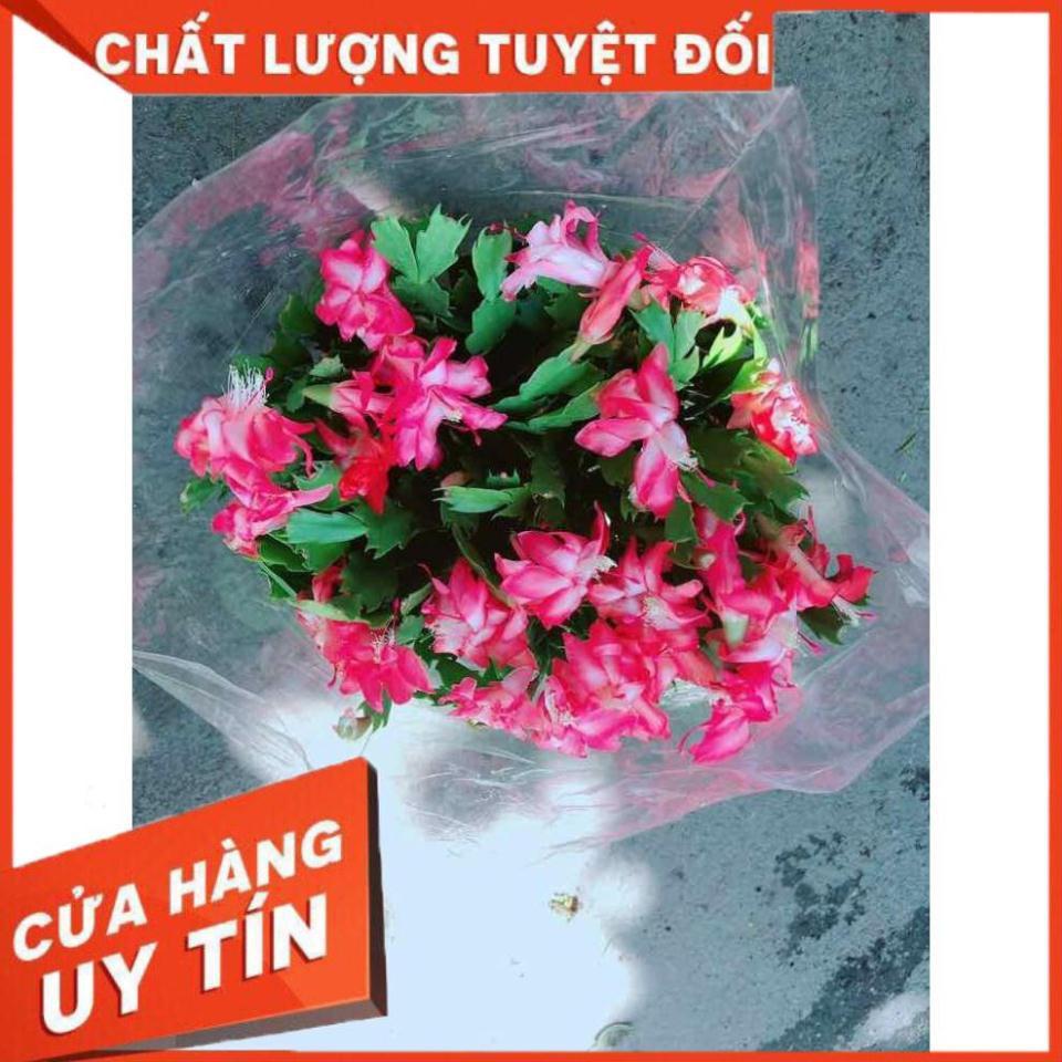 Hoa Quỳnh Size Đại Nhiều Người Mua