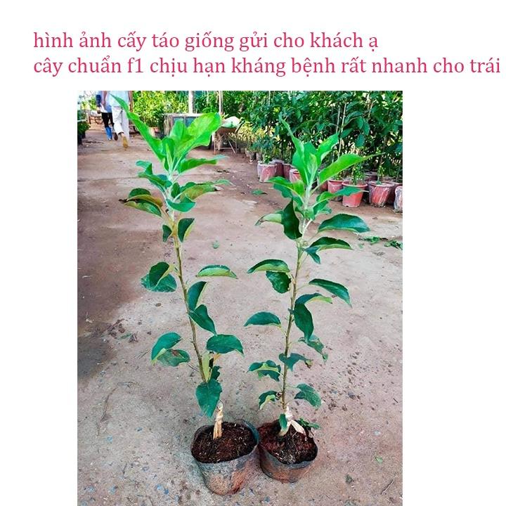 Cây giống táo đỏ lùn mỹ chuẩn cây f1 siêu trái tặng 2 cây chè xanh