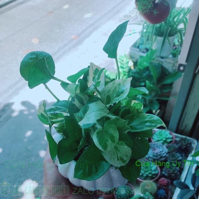 Chậu Trầu Bà Sữa