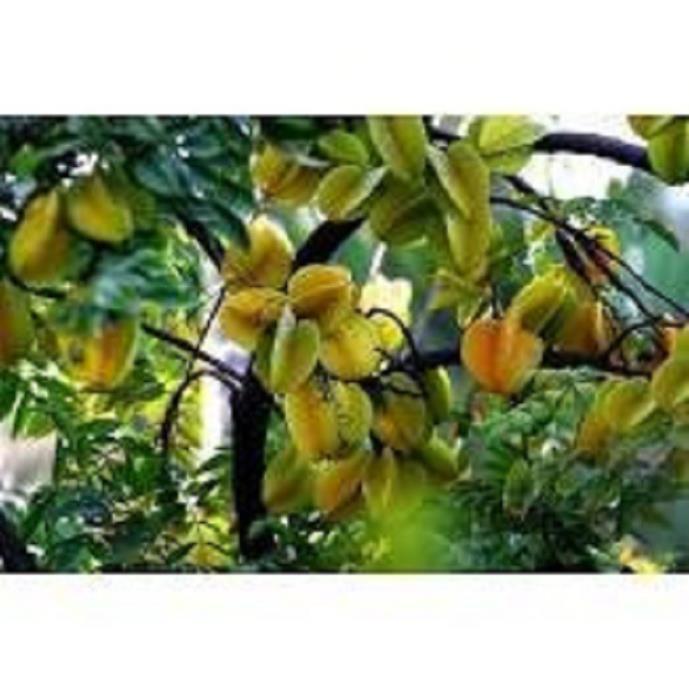 COMBO 2 CÂY GIỐNG KHẾ NGỌT SIÊU QUẢ