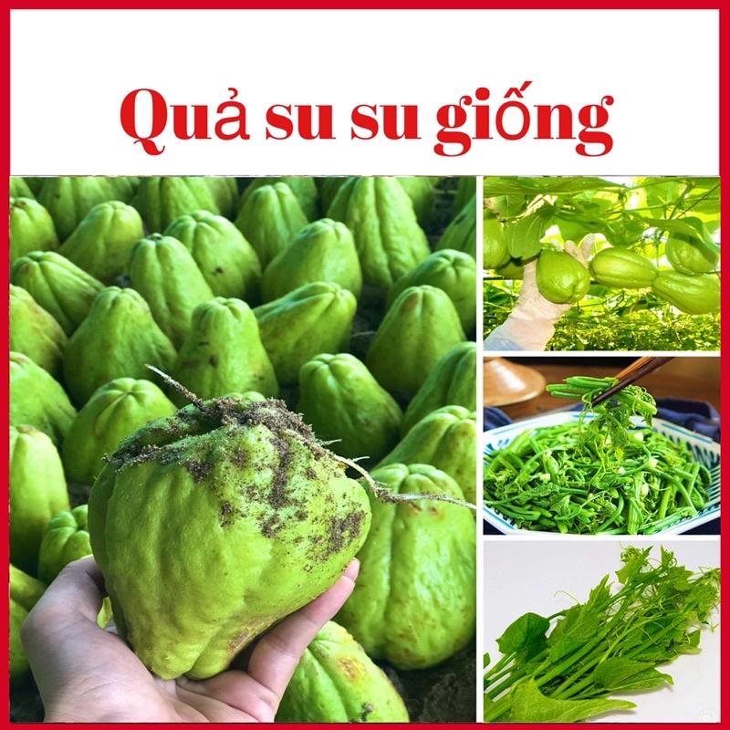 Combo 2 quả su su giống đã nứt nanh và ra rễ (ảnh thật )