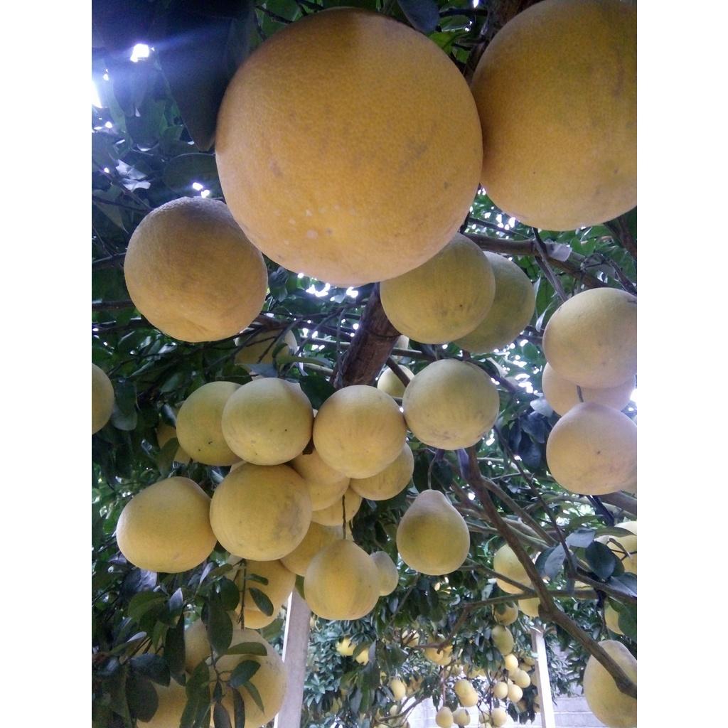 Giống Bưởi Đào Chuyên