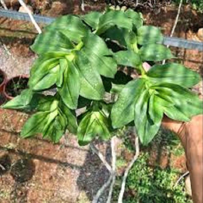 Sản Phẩm Hoa lan phi điệp- mít xuân sơn