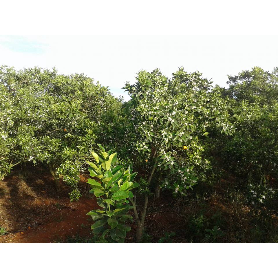 Cây Cam Đường Canh