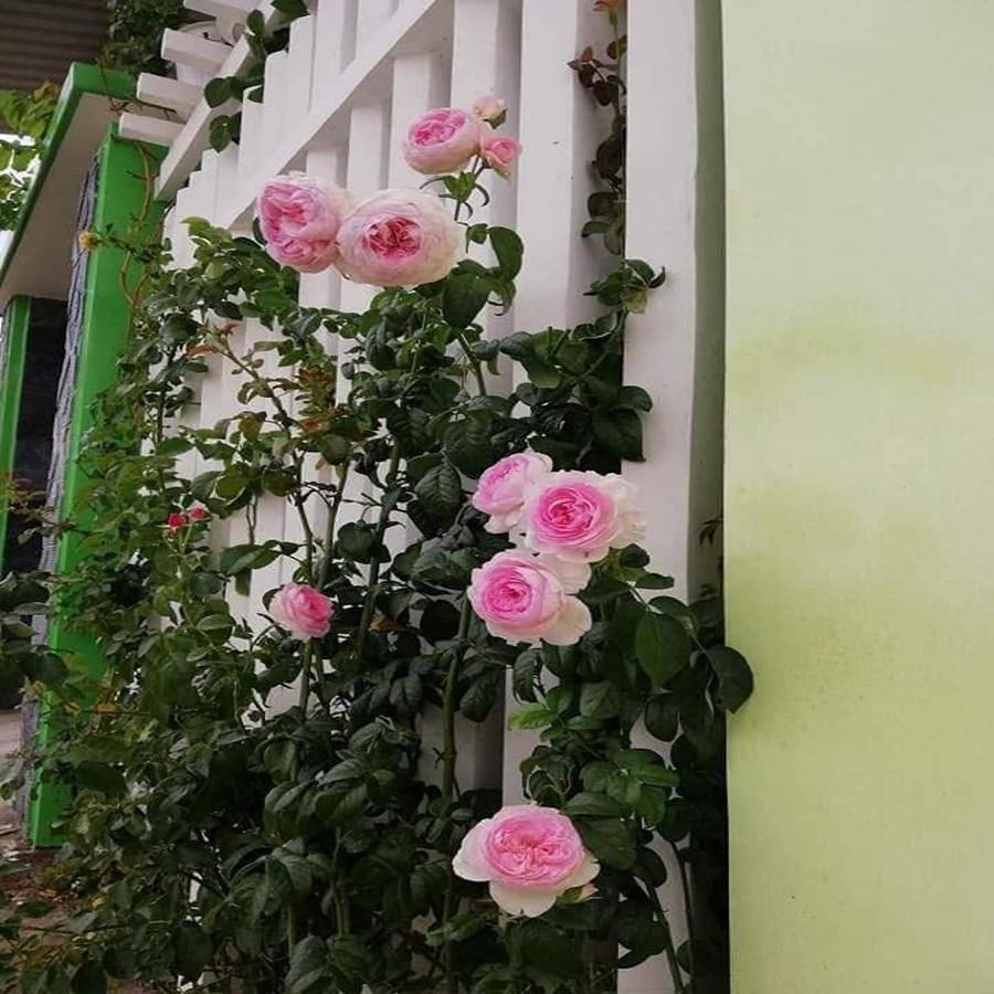 Cây hoa hồng leo pháp