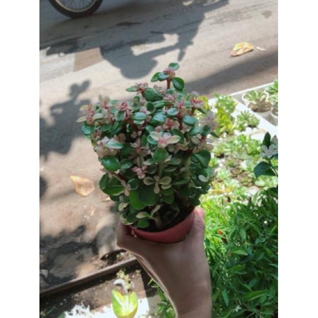 Sen đá đô la trắng