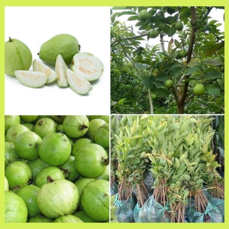 CÂY GIỐNG ỔI GĂNG, ỔI ĐÔNG DƯ
