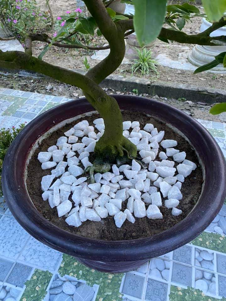 Thạch anh trắng rải nền nhà, trang trí tiểu cảnh sân vườn, chậu cây, bể cá kích thước 1-2 cm