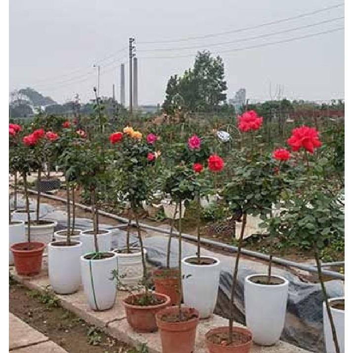 Hạt giống hoa hồng thân gỗ mix màu ,hạt giống tốt-1 gói 20 hạt