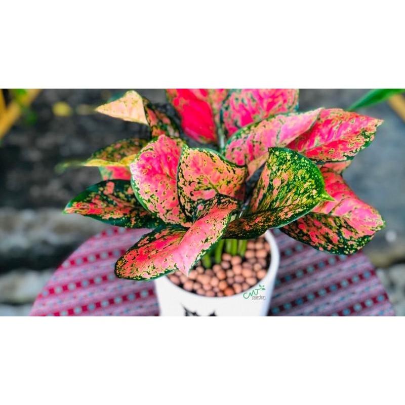 CÂY GIỐNG VẠN LỘC *