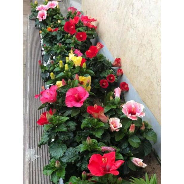 Com bo 10 cây giống hoa dâm bụt mix mau