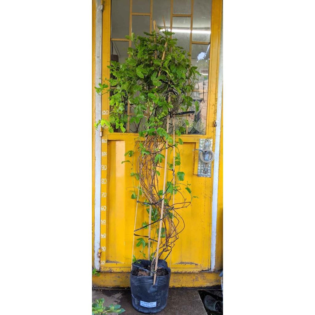 Cây chanh dây tím