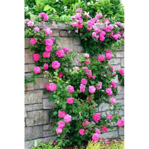 Rê trần hồng leo pháp