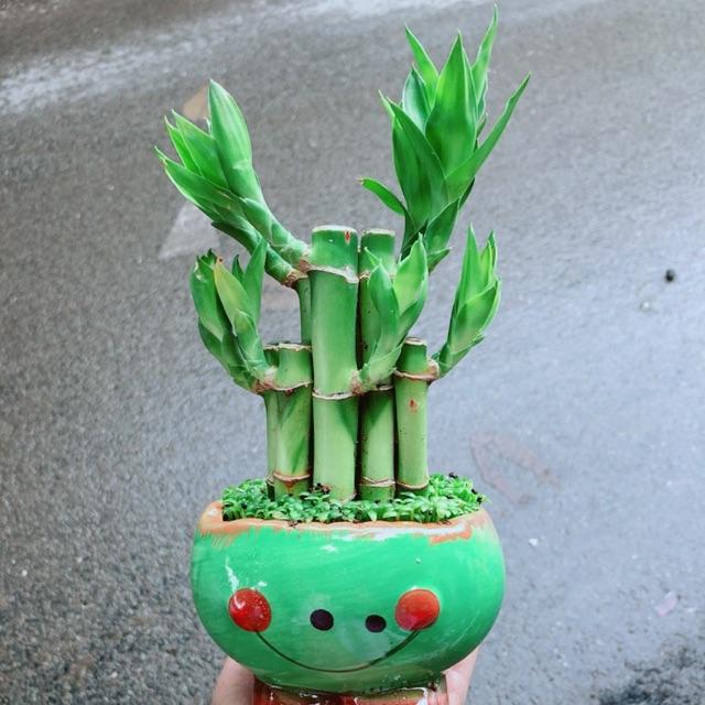 Chậu Trúc Phát Tài