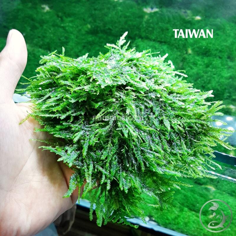 Rêu Taiwan | Loài Rêu Thuỷ Sinh Đẹp - Dễ Phát Triển