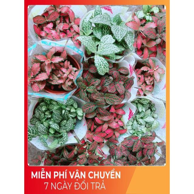 Cây Cẩm Nhung