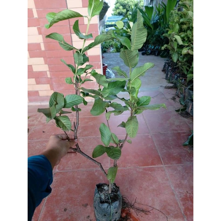 Cây giống Ổi Găng Đông Dư