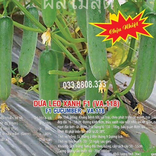 Hạt Giống Dưa Leo Xanh F1 10gram-Dưa Quả Đẹp