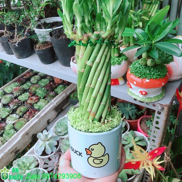 Chậu Trúc Phát Tài