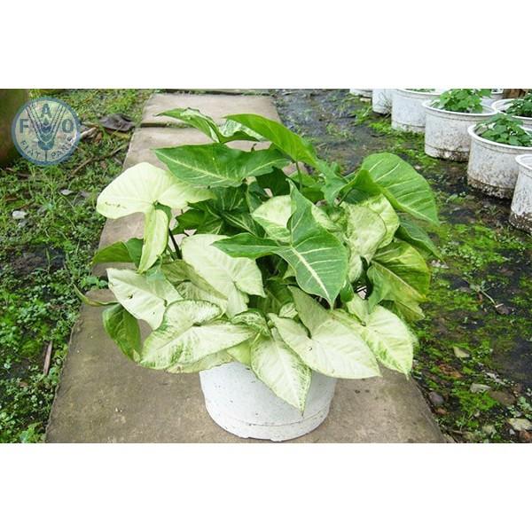 CHẬU CÂY TRẦU BÀ LÁ XANH, CÂY PHONG THỦY MANG TÀI LỘC CHO GIA CHỦ + Tặng 01 cây dâu da đất